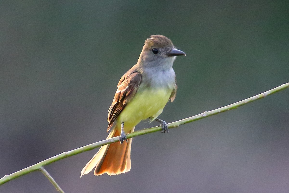 Great Crested Flycatcher - ML620876318