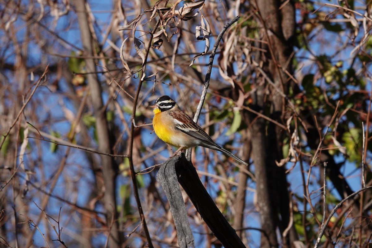 Golden-breasted Bunting - ML620876321