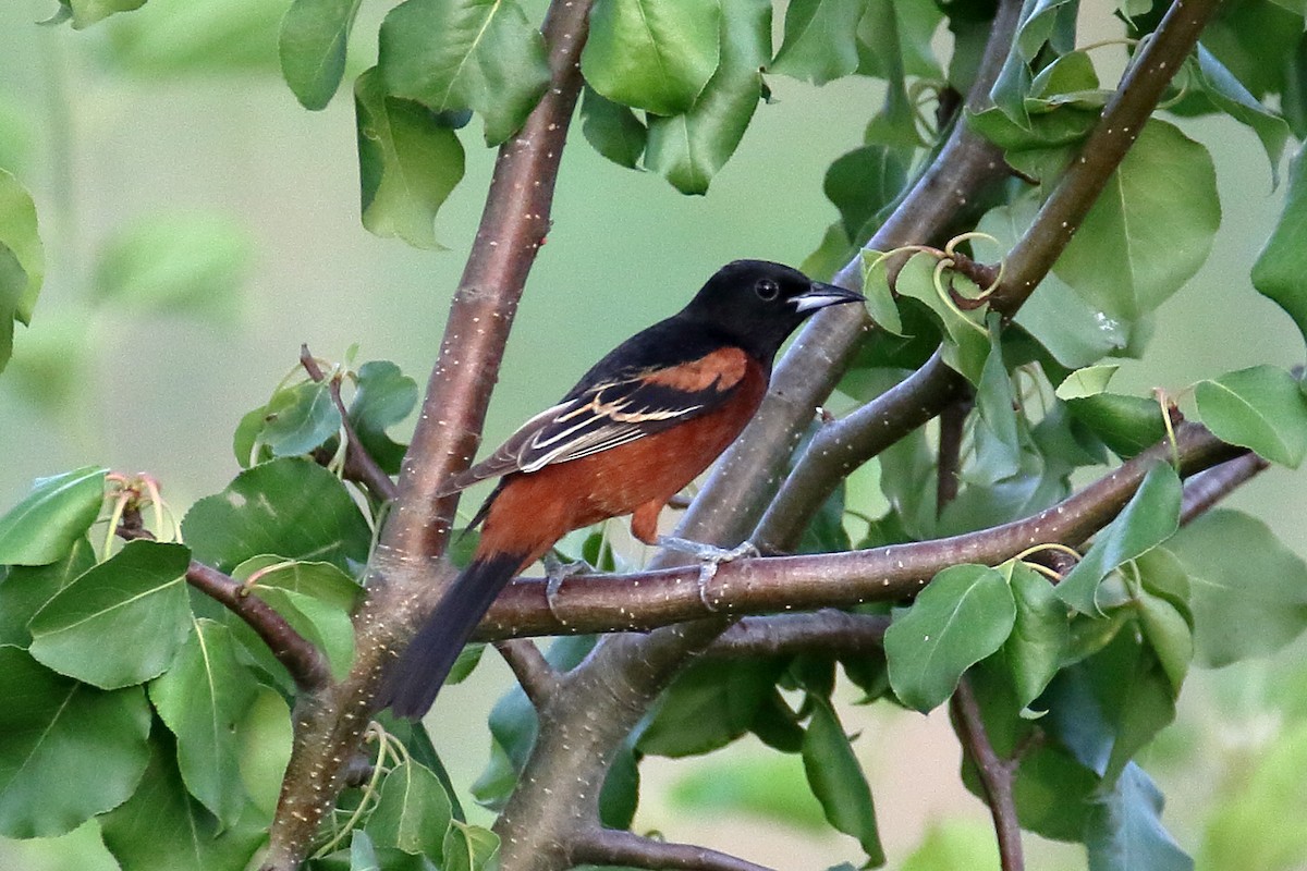 Orchard Oriole - ML620876327