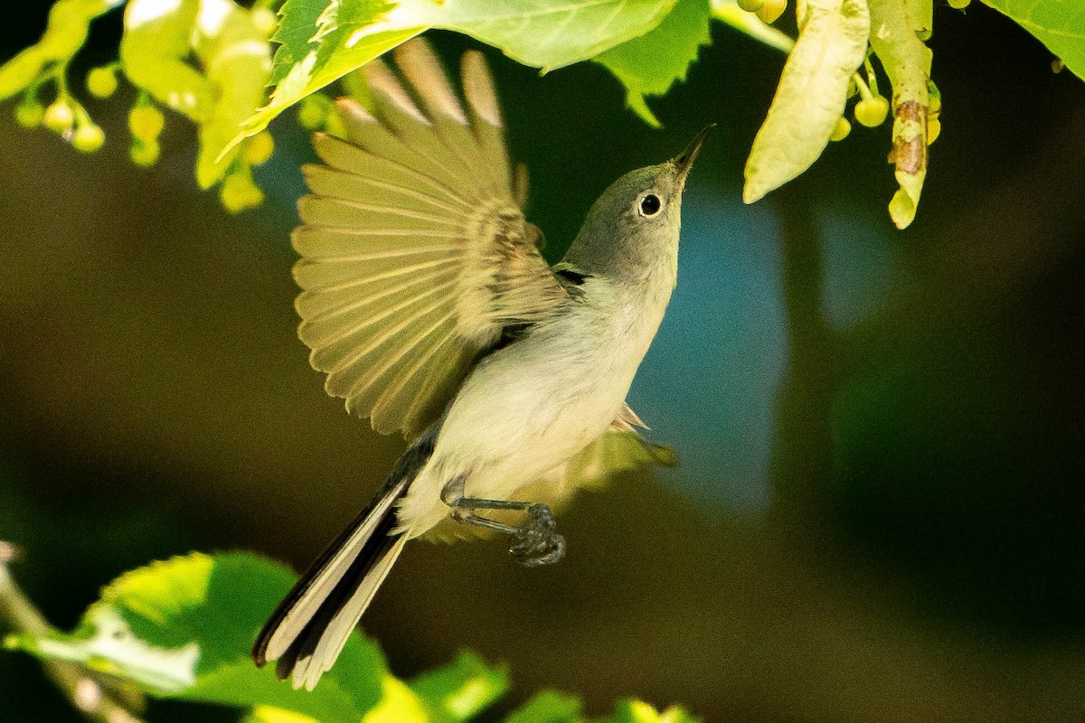 Blue-gray Gnatcatcher - ML620876331