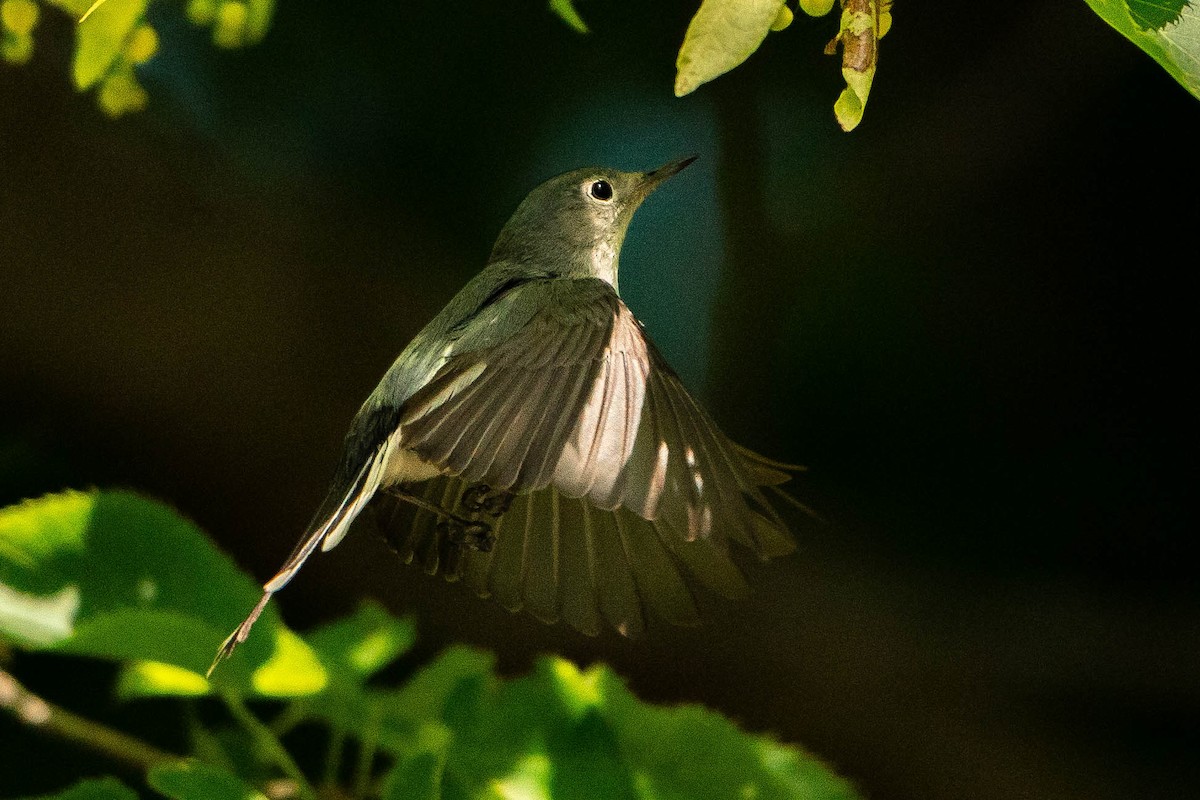 Blue-gray Gnatcatcher - ML620876333