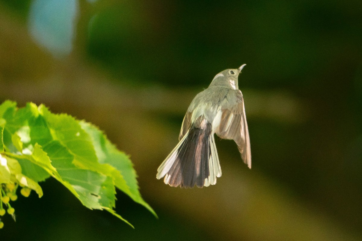 Blue-gray Gnatcatcher - ML620876337