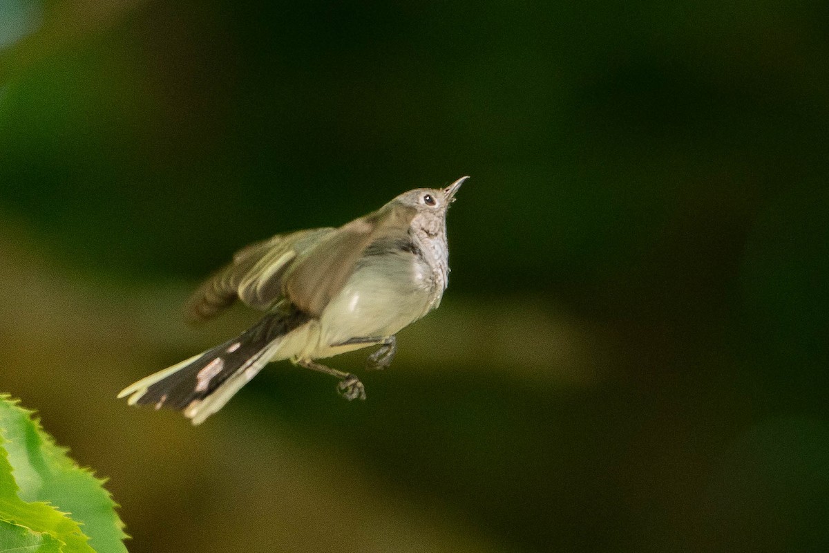 Blue-gray Gnatcatcher - ML620876338