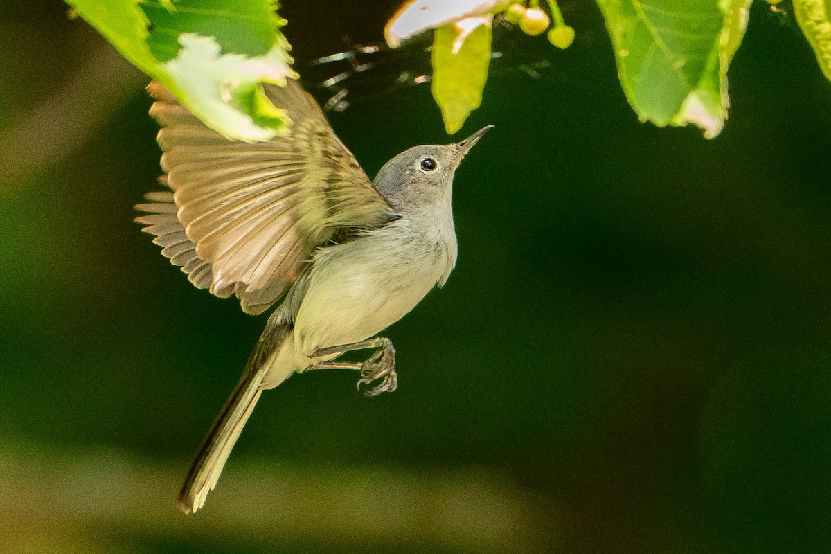 Blue-gray Gnatcatcher - ML620876342