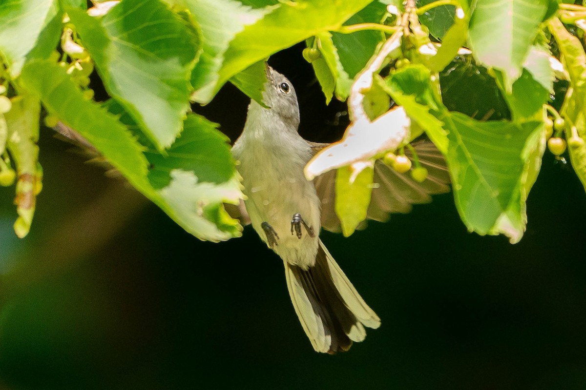 Blue-gray Gnatcatcher - ML620876345