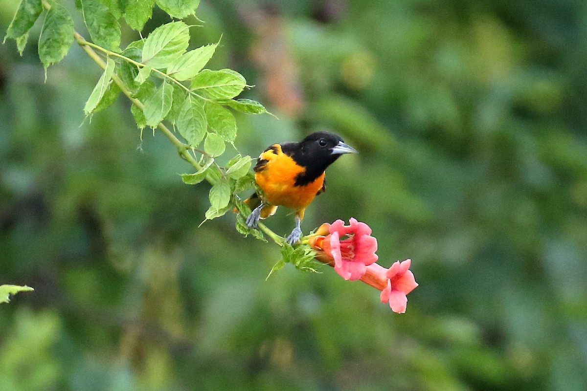 Baltimore Oriole - ML620876349