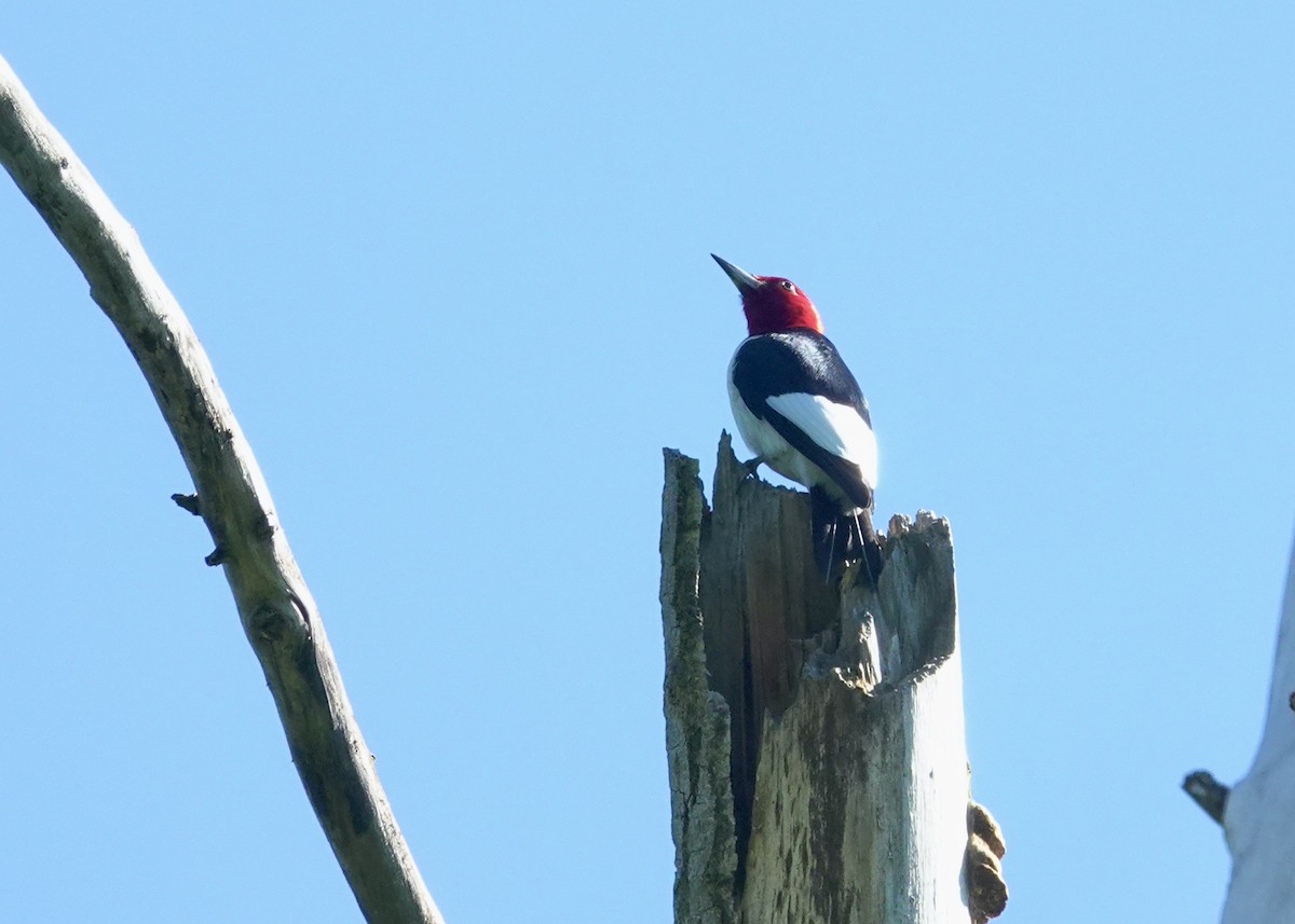 Red-headed Woodpecker - ML620876350