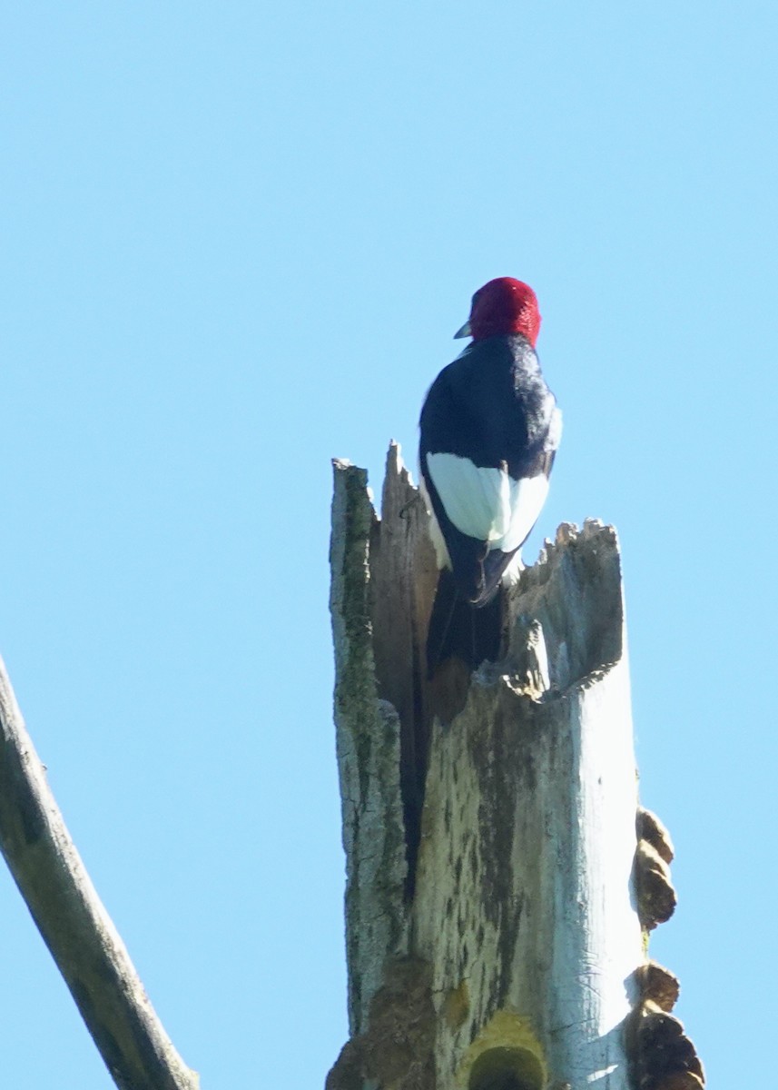 Red-headed Woodpecker - ML620876358