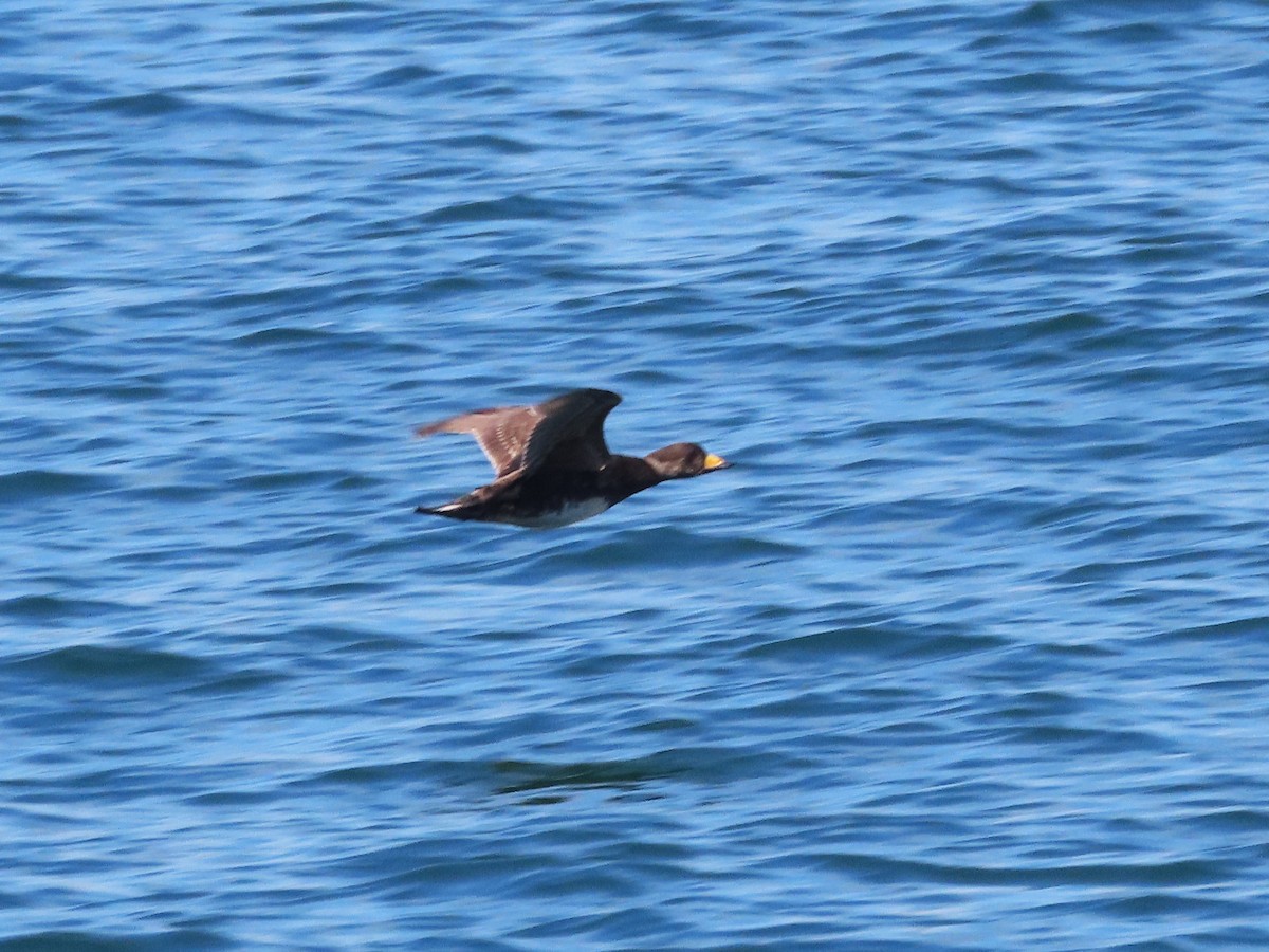 Black Scoter - ML620876368