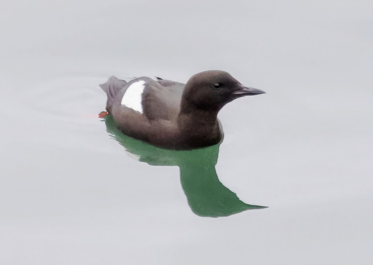 Black Guillemot - ML620876388