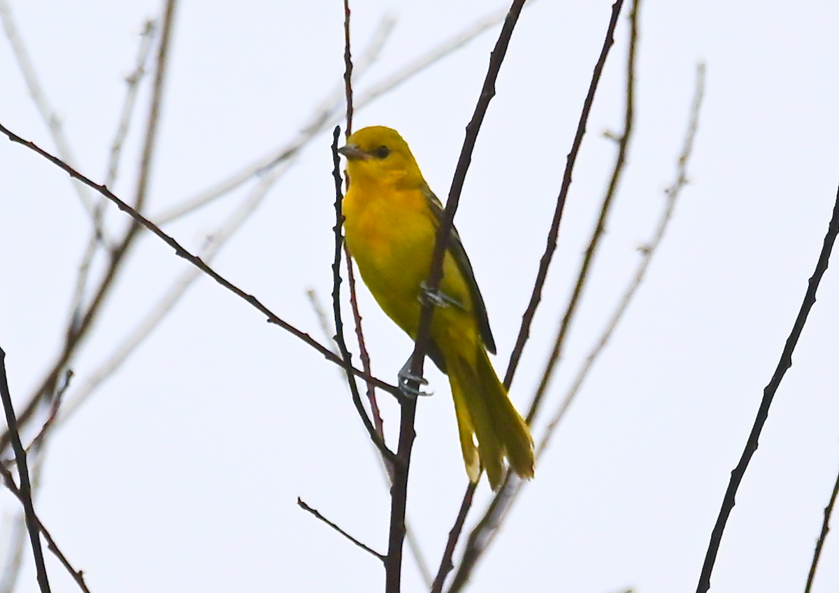 Orchard Oriole - ML620876392