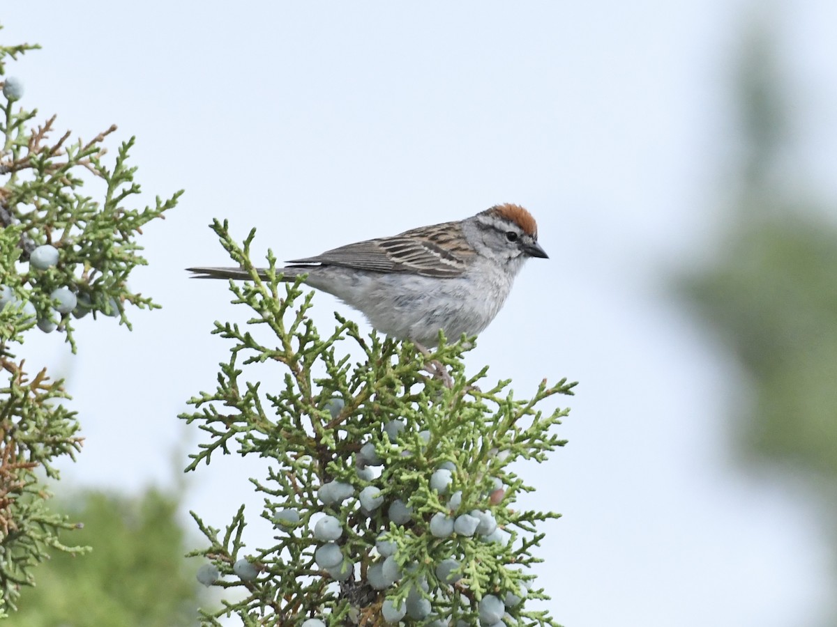 Chipping Sparrow - ML620876393