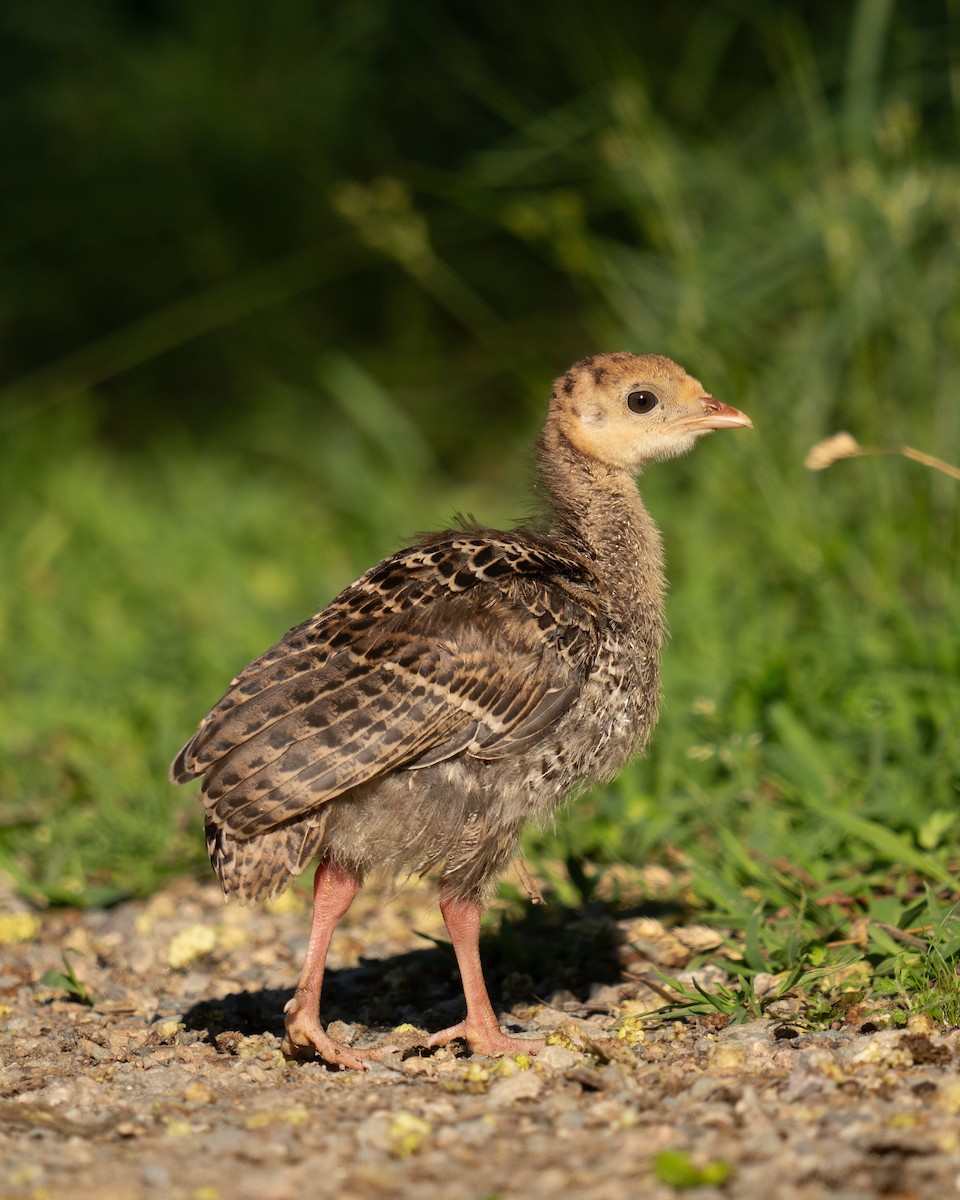 Wild Turkey - ML620876394