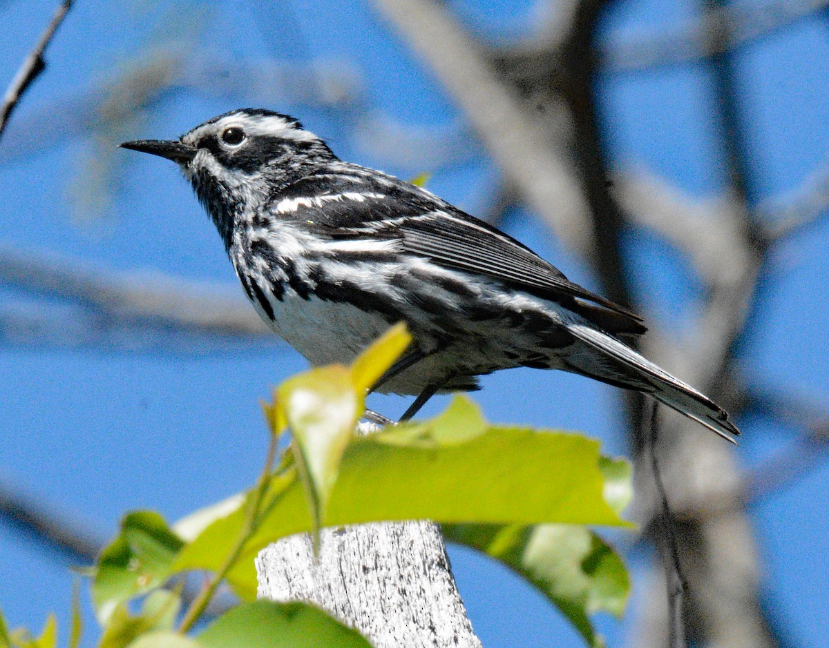 Black-and-white Warbler - ML620876408