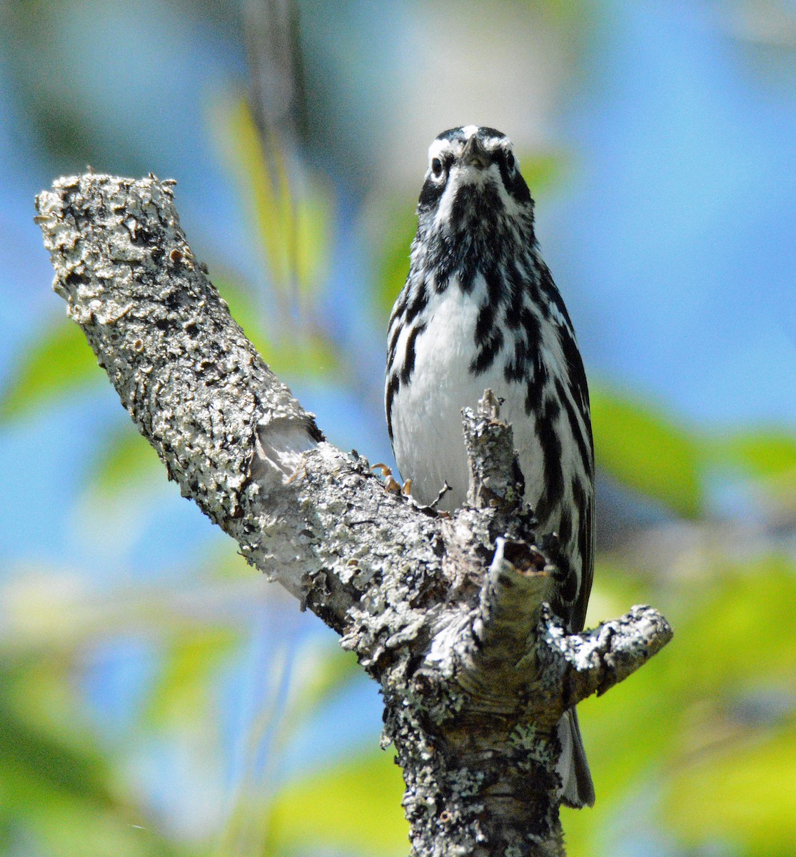 Black-and-white Warbler - ML620876409