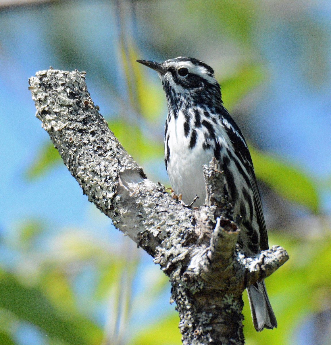 Black-and-white Warbler - ML620876410