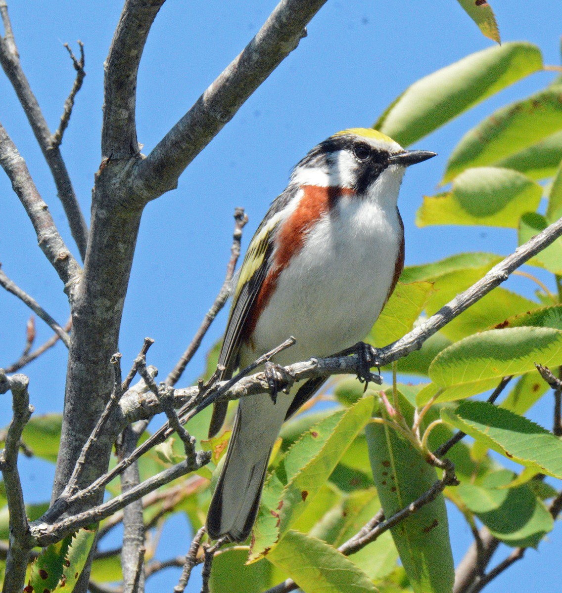 Chestnut-sided Warbler - ML620876419