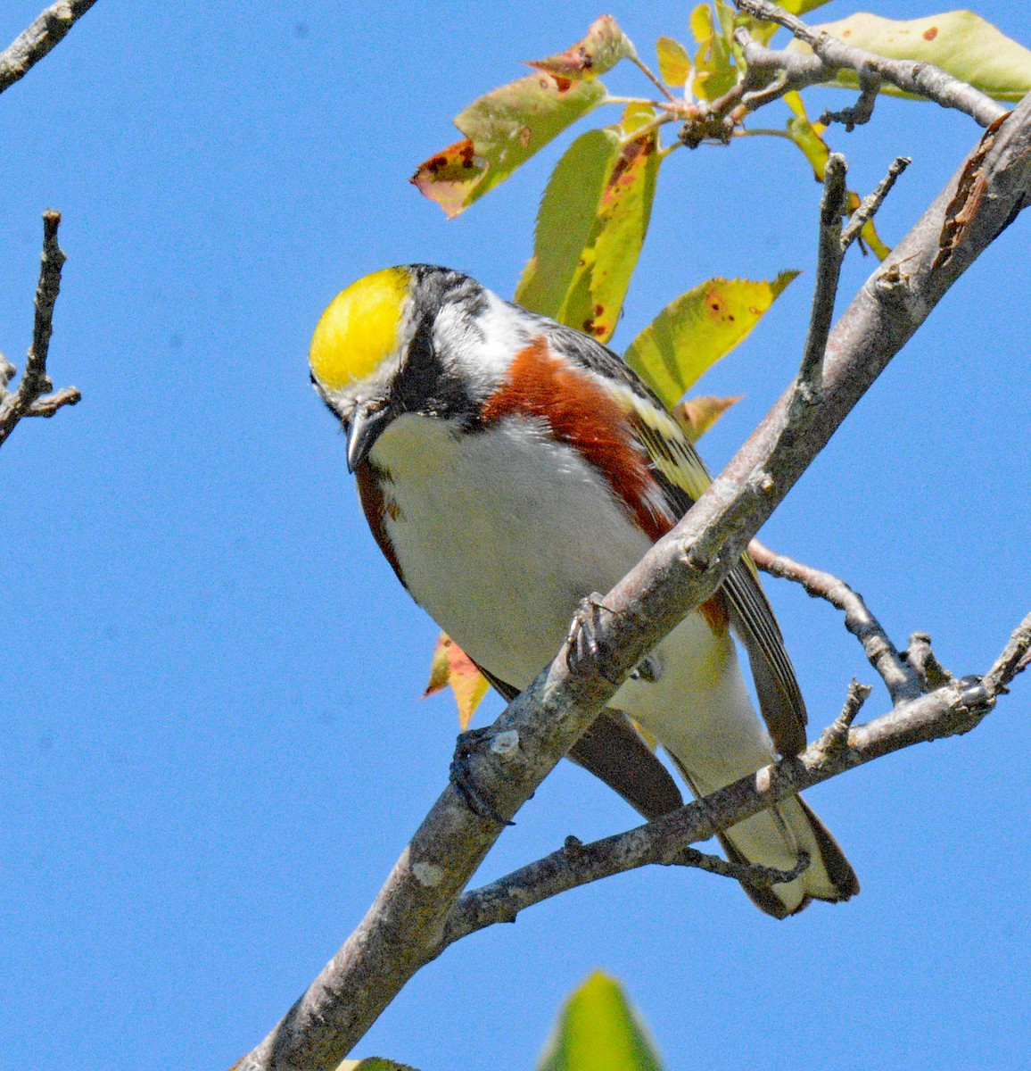 Chestnut-sided Warbler - ML620876420