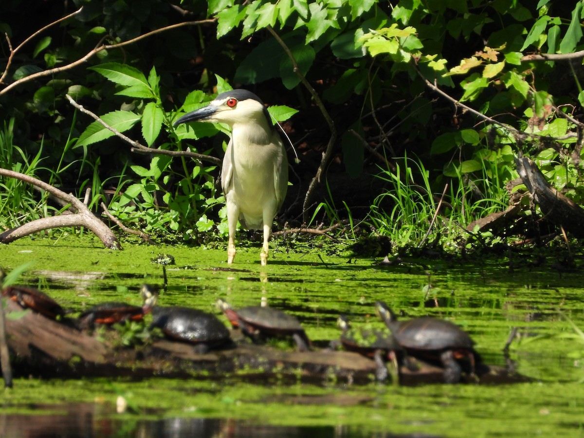 Black-crowned Night Heron - ML620876422