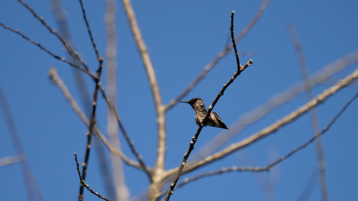 Ruby-throated Hummingbird - ML620876436