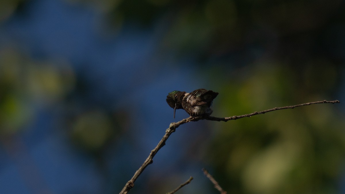 Ruby-throated Hummingbird - ML620876438