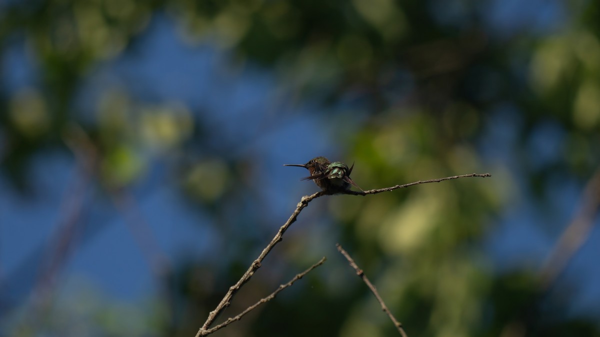 Ruby-throated Hummingbird - ML620876439
