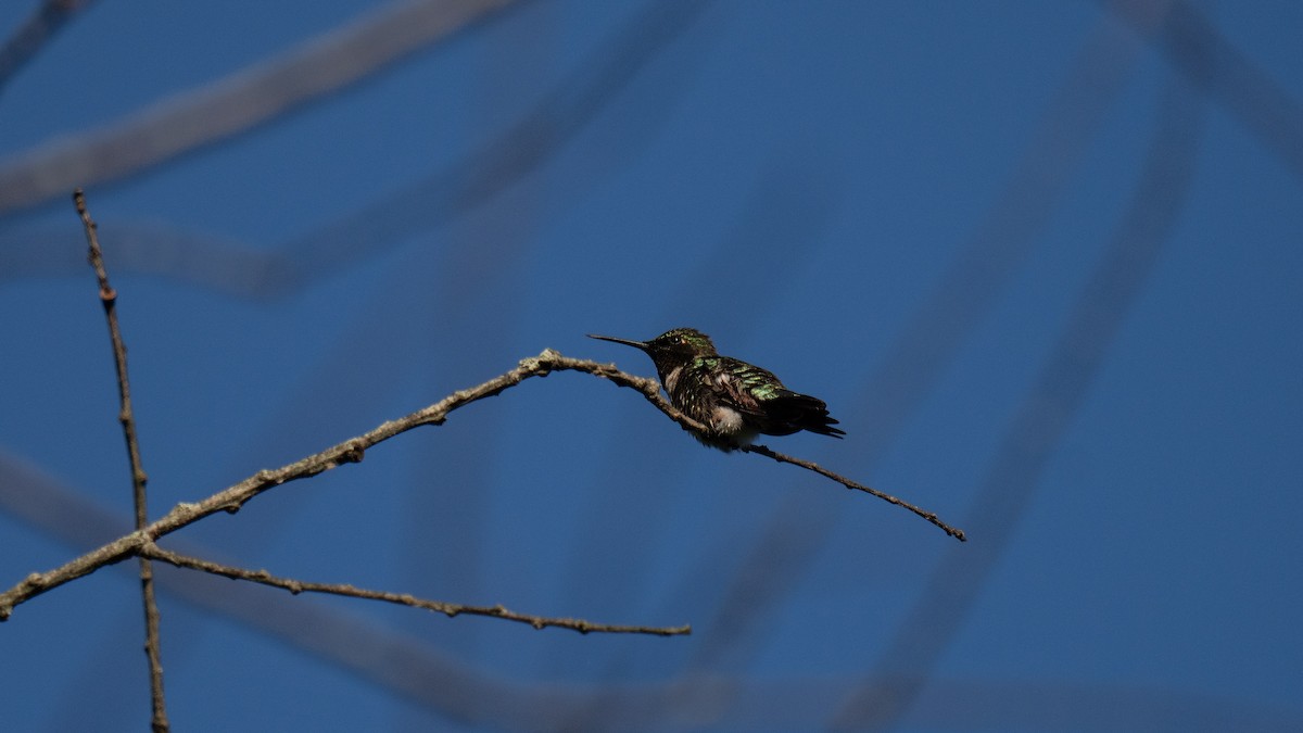 Ruby-throated Hummingbird - ML620876446