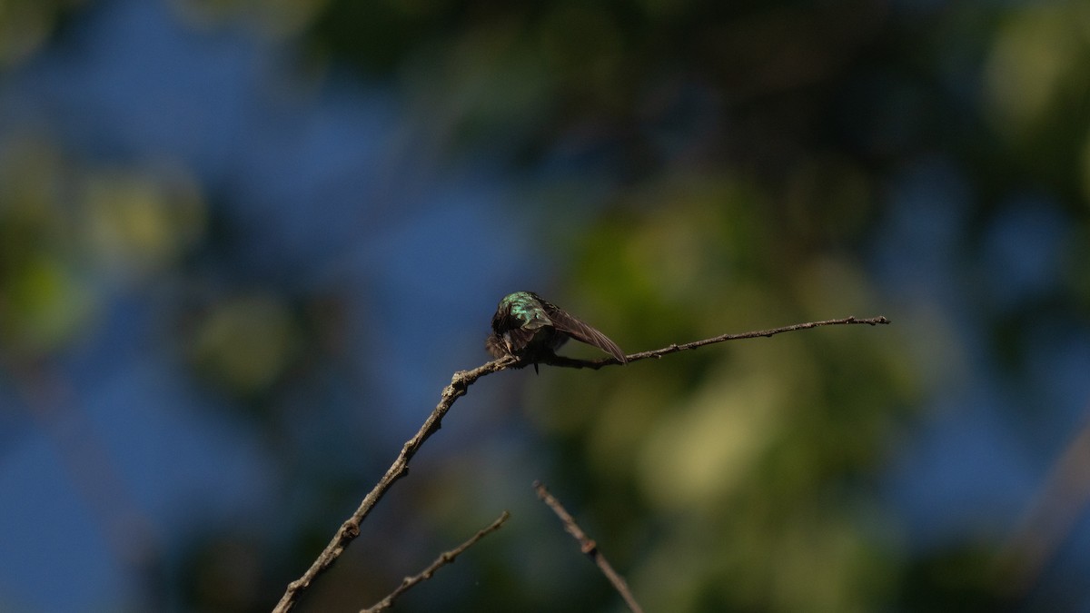 Ruby-throated Hummingbird - Tianshuo Wang