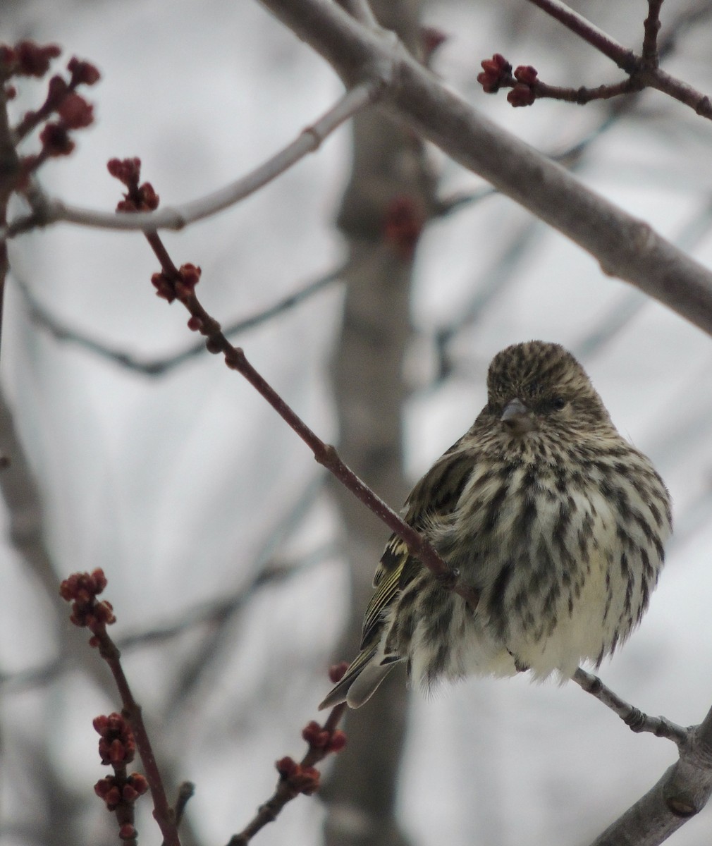 Pine Siskin - ML620876467