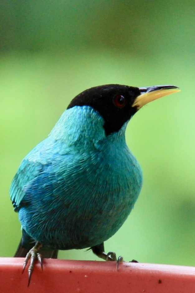 Green Honeycreeper - ML620876470