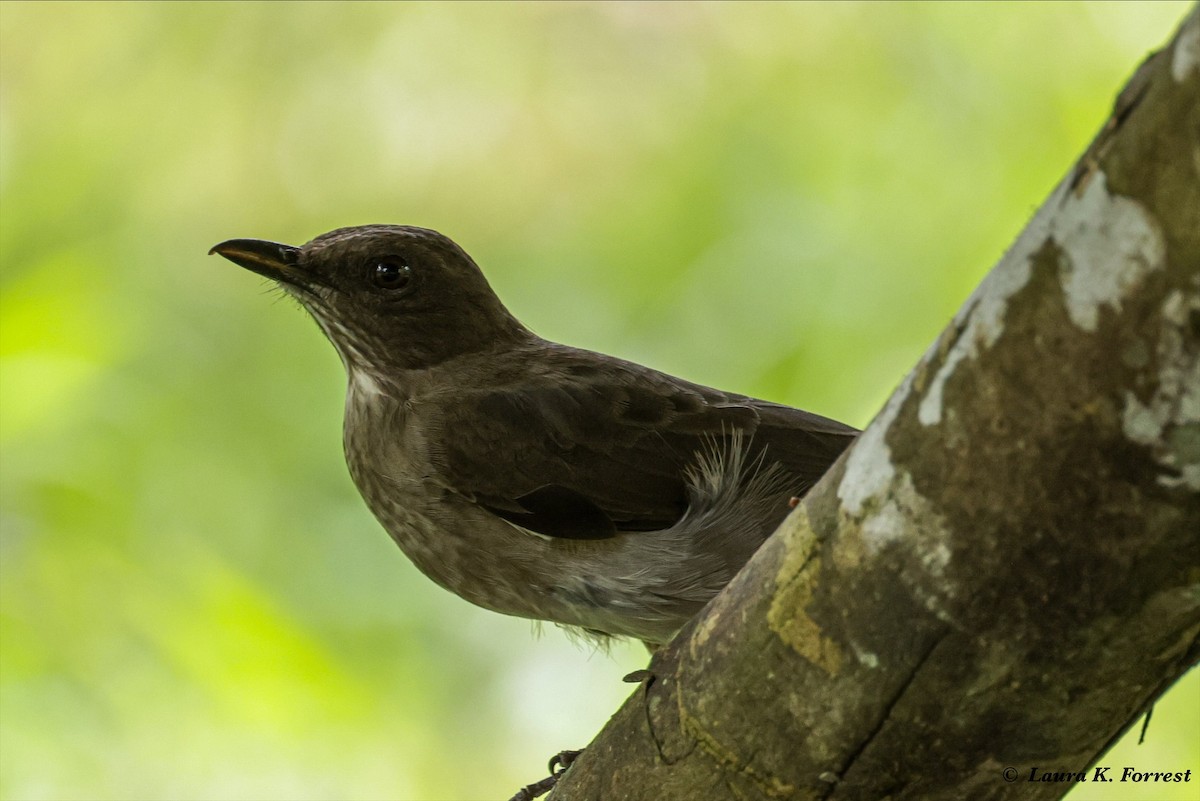 Black-billed Thrush - ML620876490