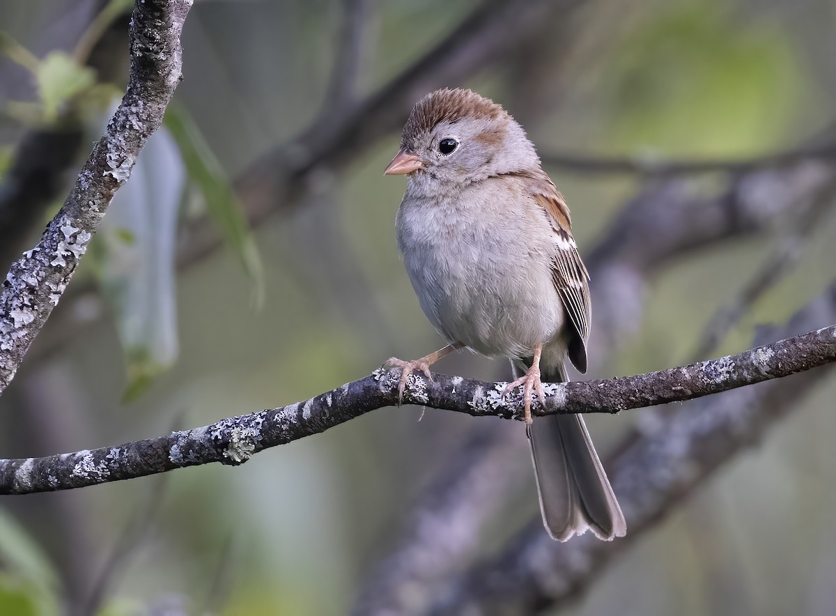 Field Sparrow - ML620876494