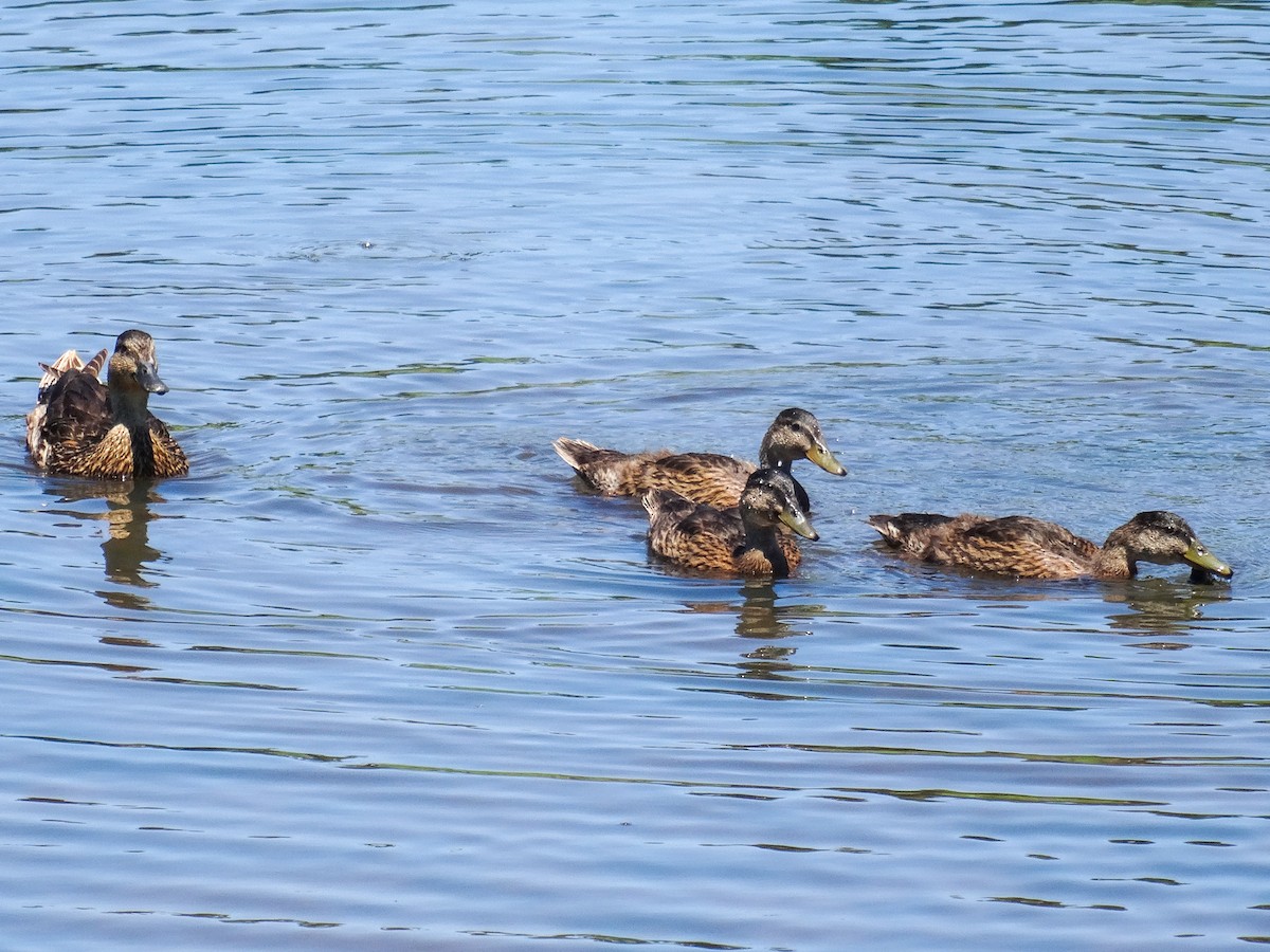 Mallard - ML620876497