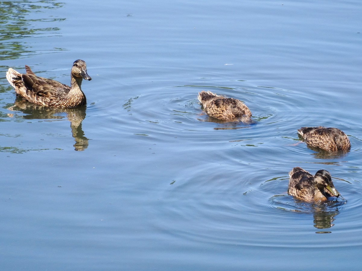 Canard colvert - ML620876504