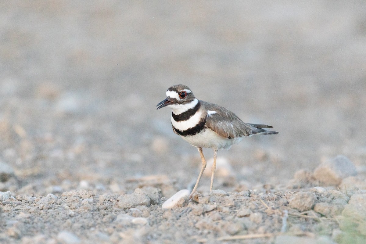 Killdeer - ML620876507