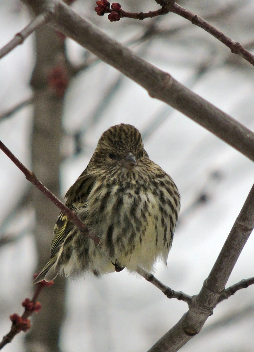 Pine Siskin - ML620876508