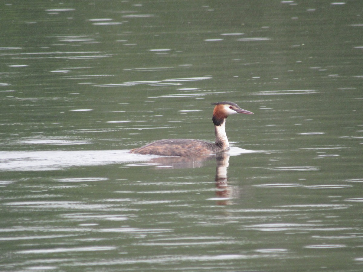 Great Crested Grebe - ML620876513