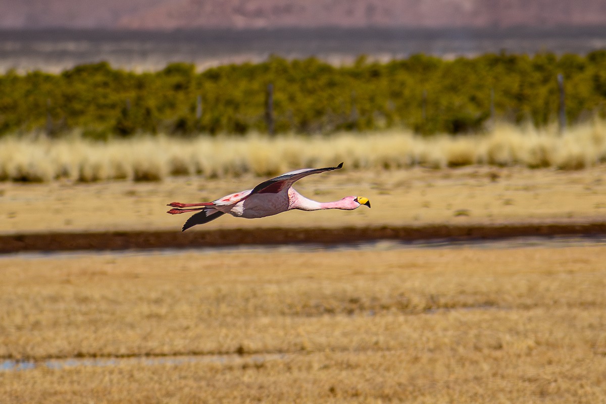 James's Flamingo - ML620876516
