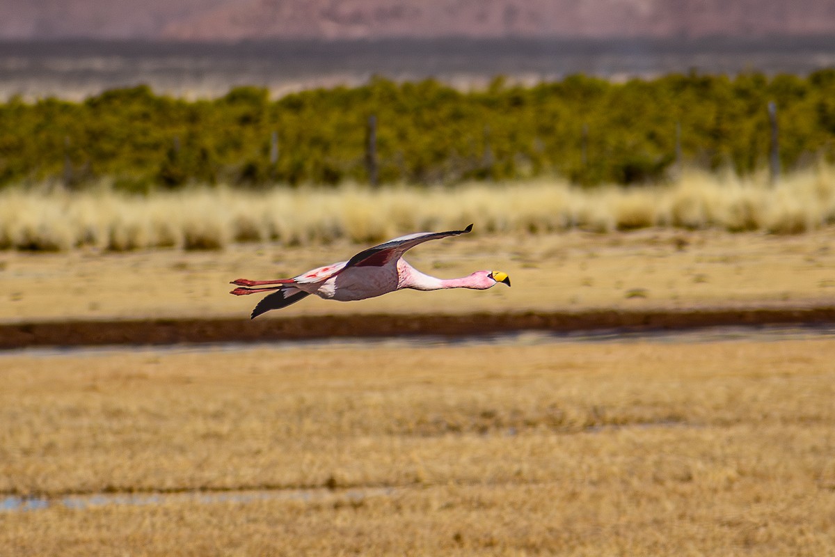 Jamesflamingo - ML620876516