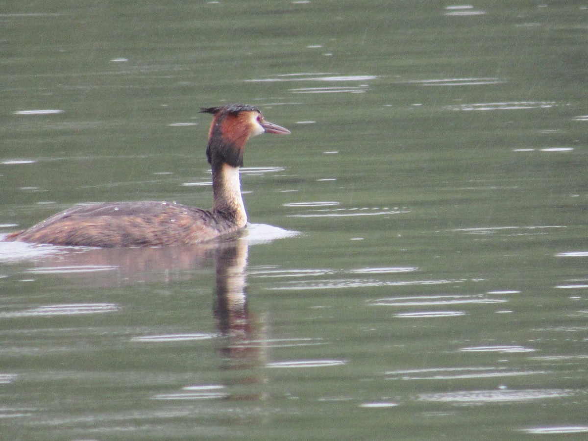 Great Crested Grebe - ML620876517