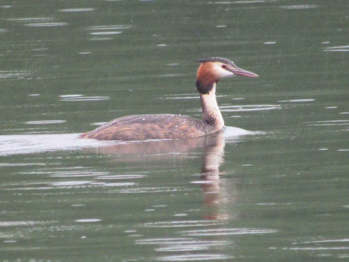 Great Crested Grebe - ML620876518