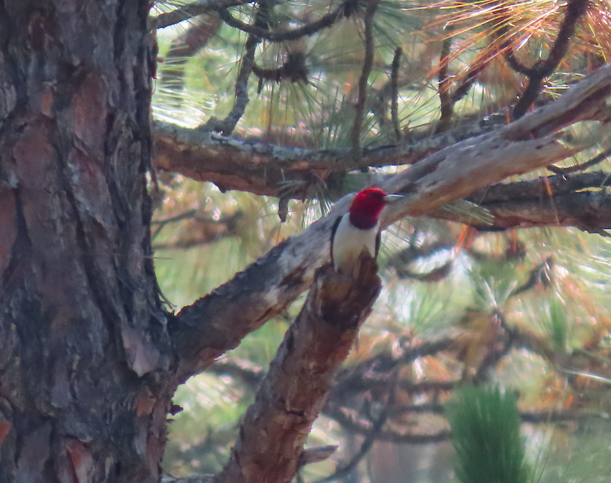 Red-headed Woodpecker - ML620876525