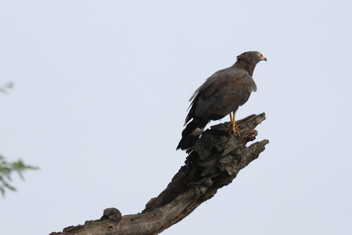 African Harrier-Hawk - ML620876531