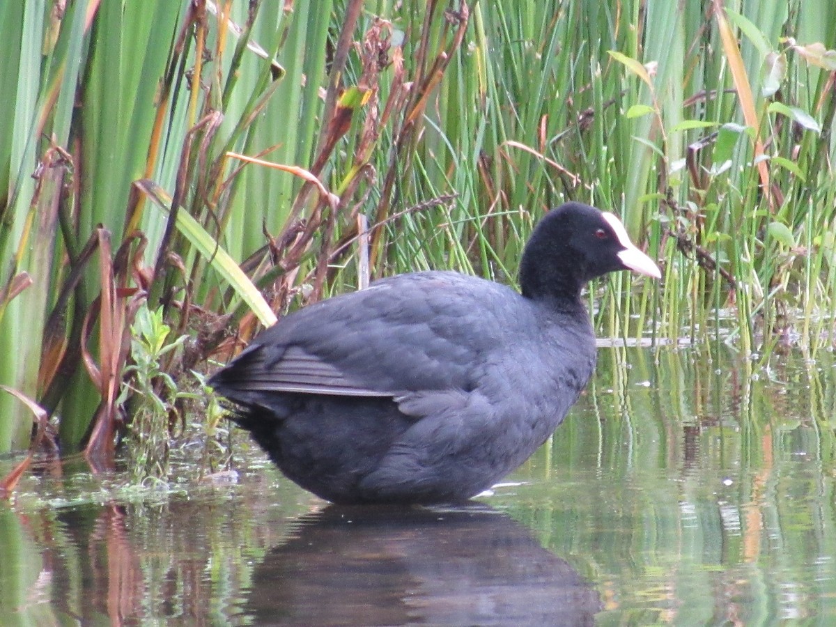 Eurasian Coot - ML620876533