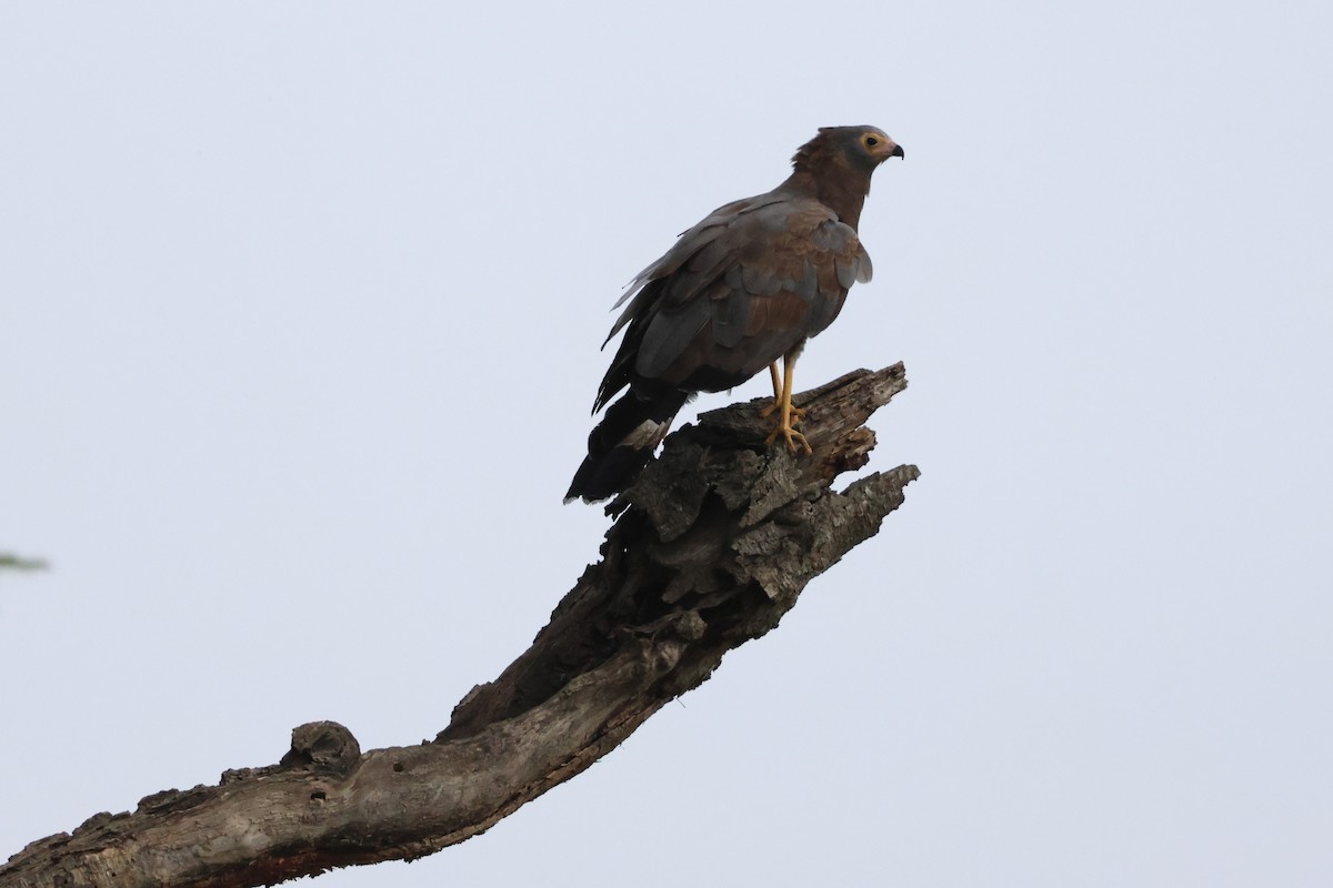 African Harrier-Hawk - ML620876534