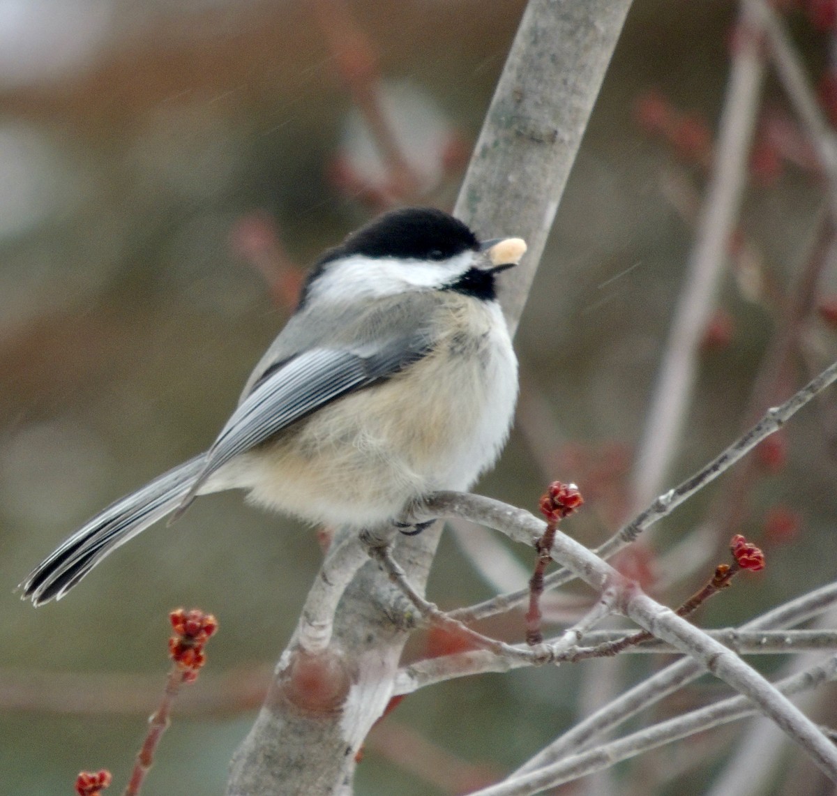 Black-capped Chickadee - Nancy Henke