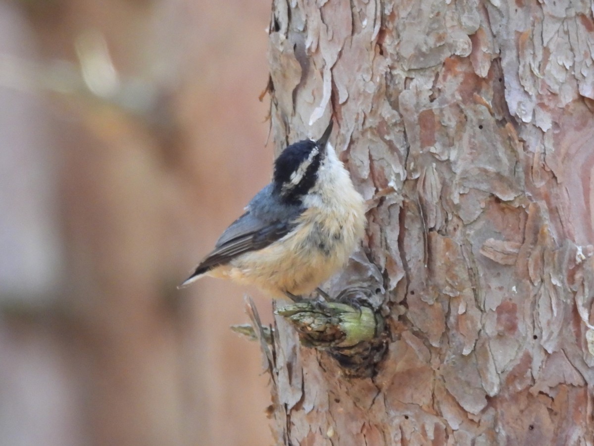 Red-breasted Nuthatch - ML620876546