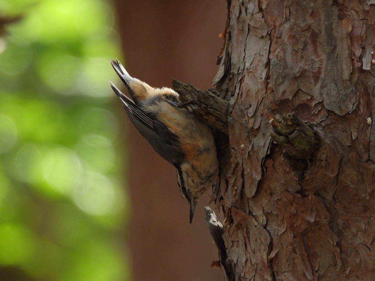 Red-breasted Nuthatch - ML620876547