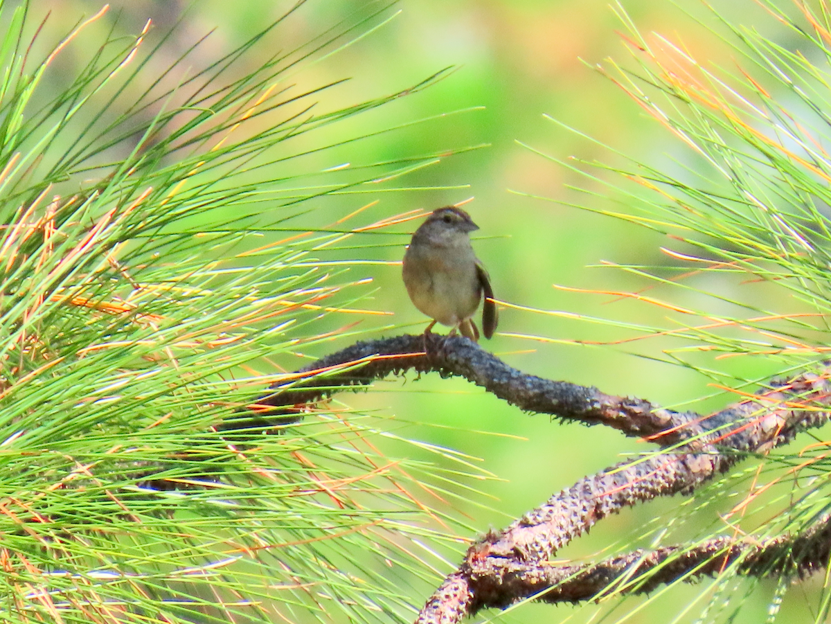 Bachman's Sparrow - ML620876550