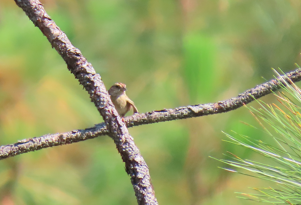 Bachman's Sparrow - ML620876554